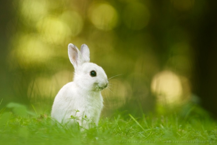 Screenshot 1 of Easter Hunt