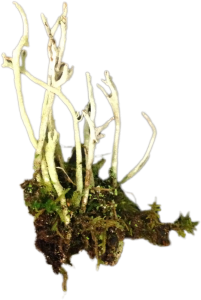 Turmeric Jam Jar's moss sprite