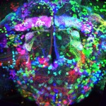 Brainbows are great.